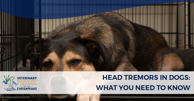 what do dog tremors look like