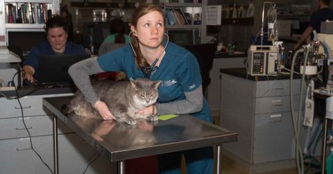 vet examining a cat