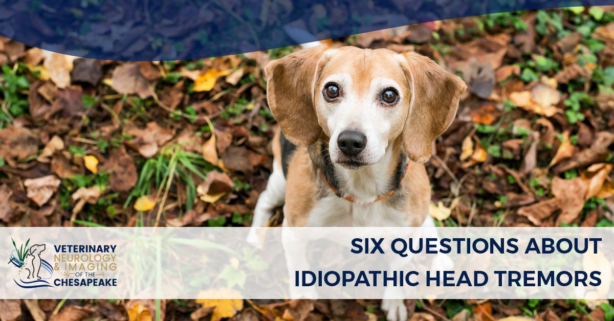 How do I stop my dogs head tremors?