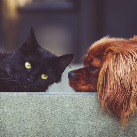 cat and dog in apartment