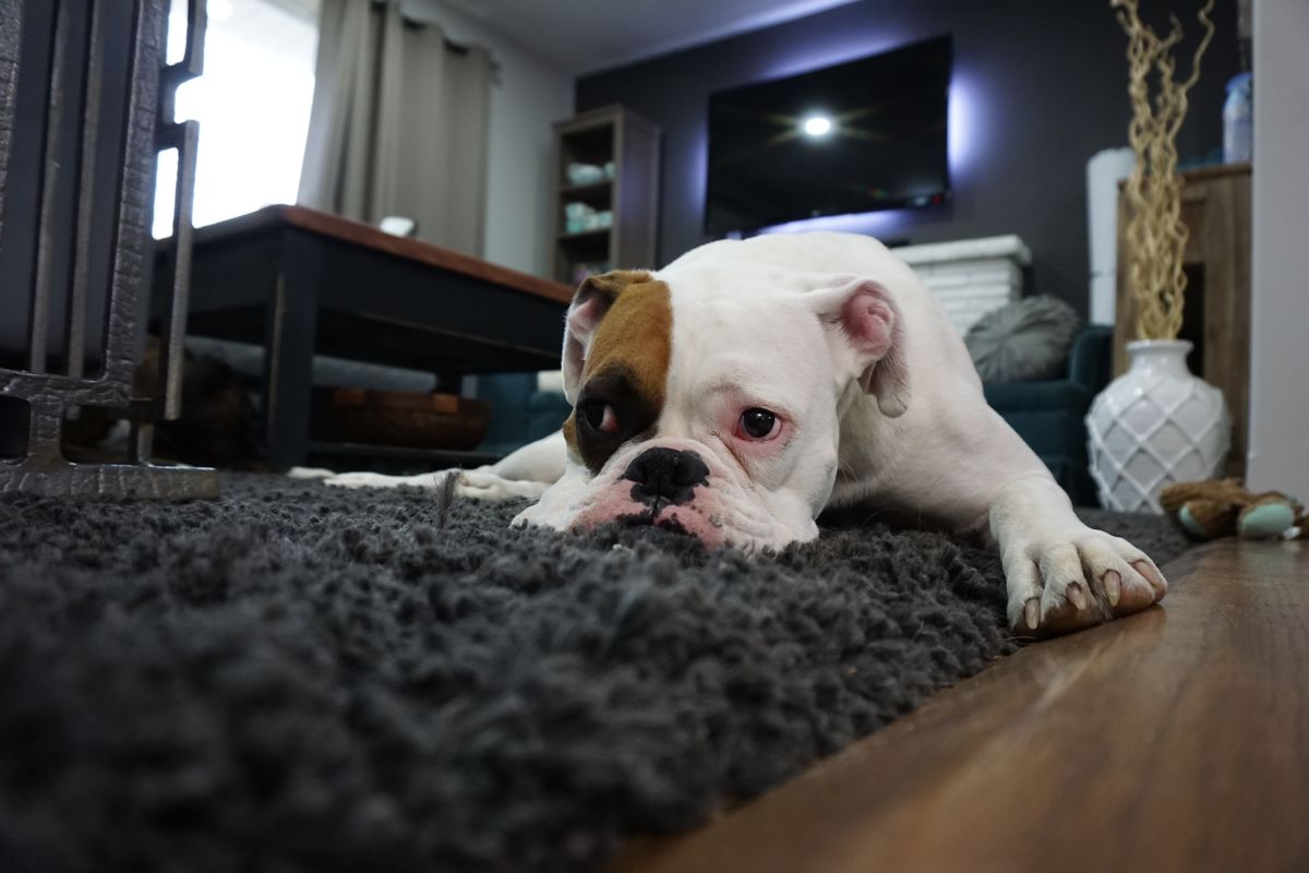 Dog's lying on carpet that need carpet cleaning