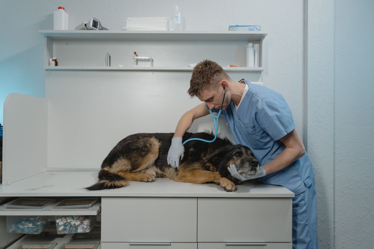 Veterinarian Office cleaning services Vancouver