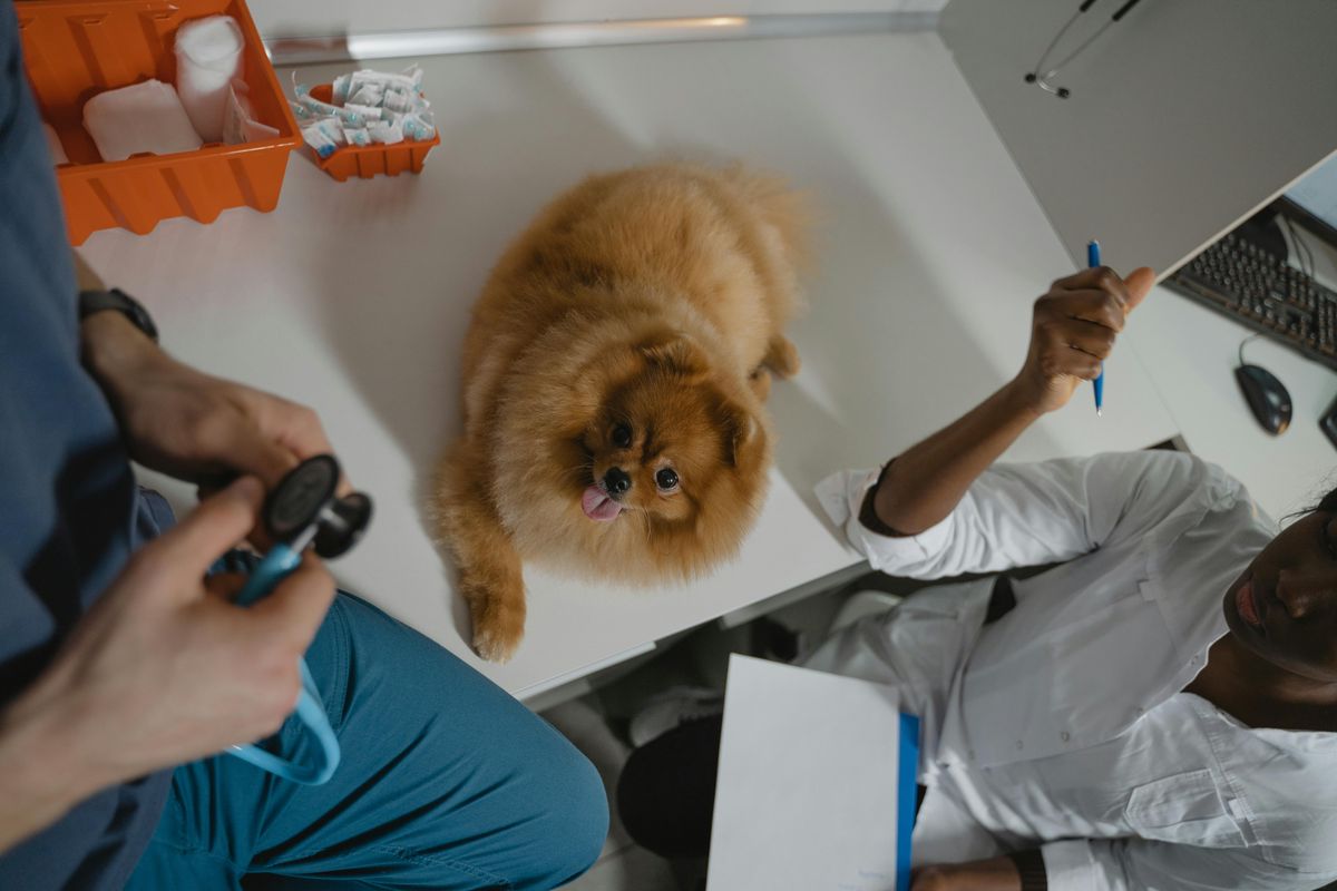 professional company for Veterinarian Clinic Cleaning Services in Edmonton