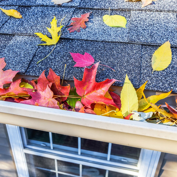 Leaves on roof.