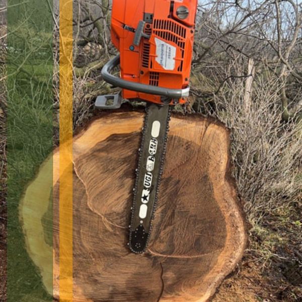 a chainsaw sitting on a log Log Cutting.jpg