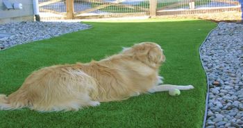 artificial_turf_dog_areas_runs_plushgrass_dog_day.jpg
