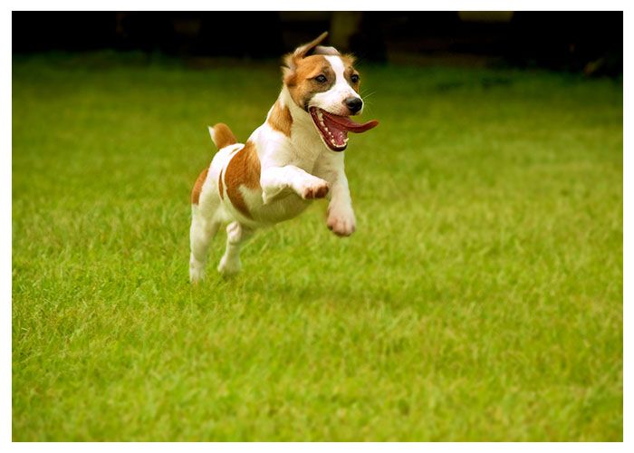 happy dog prancing on turf