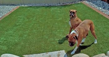artificial_turf_dog_areas_runs_plushgrass_two_boxers.jpg
