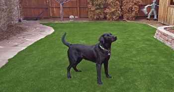 artificial_turf_dog_areas_runs_plushgrass_black_lab.jpg