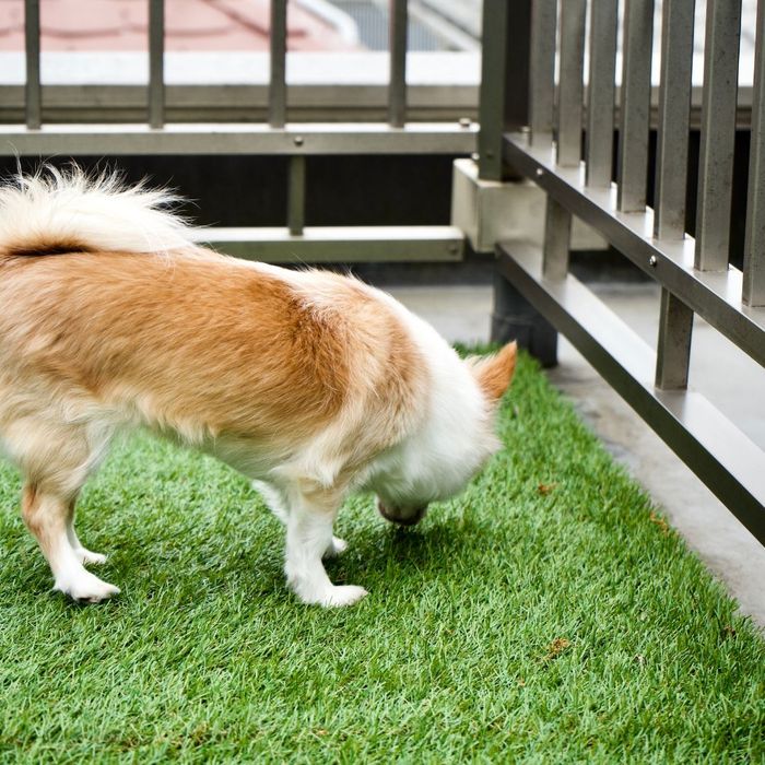 Dog standing on artificial grass