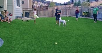 artificial_turf_dog_areas_runs_plushgrass_kids.jpg