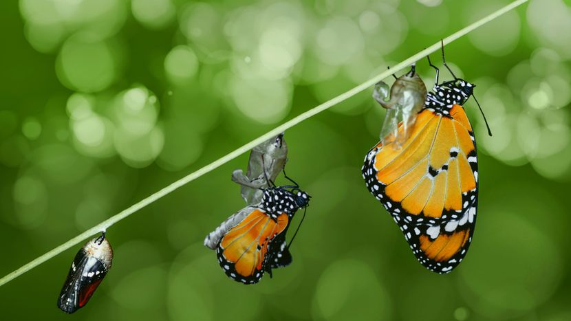 Butterfly lifecycle timelapse