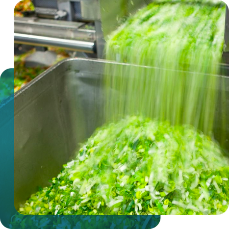 shredded lettuce on conveyor, food production
