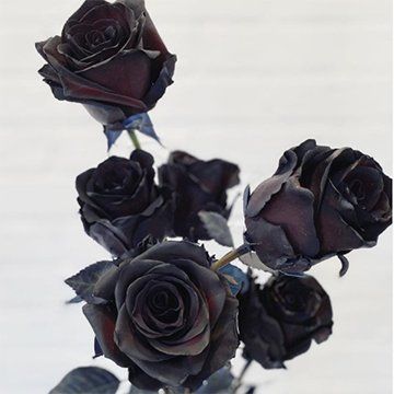 blog black roses.jpg