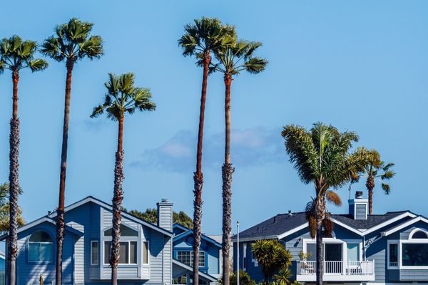 Palm trees in front of houses