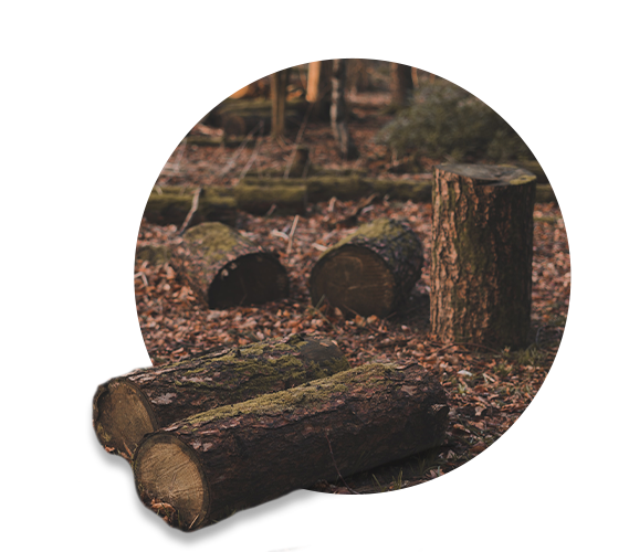 tree logs tree logs