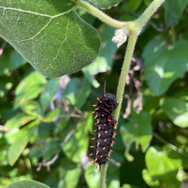 Butterfly habitat garden