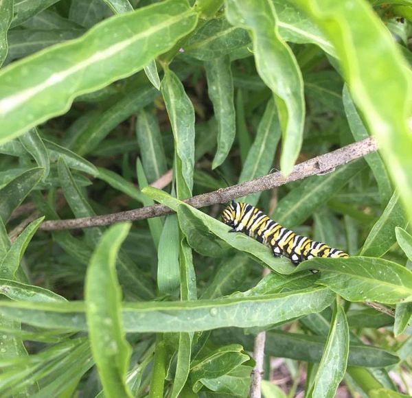 Bay Area monarch butterfly pollinator habitat garden