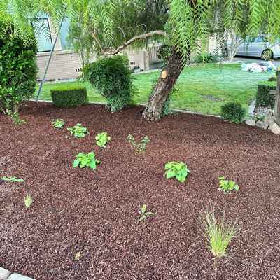 LafayetteFrontYard_During4.jpg