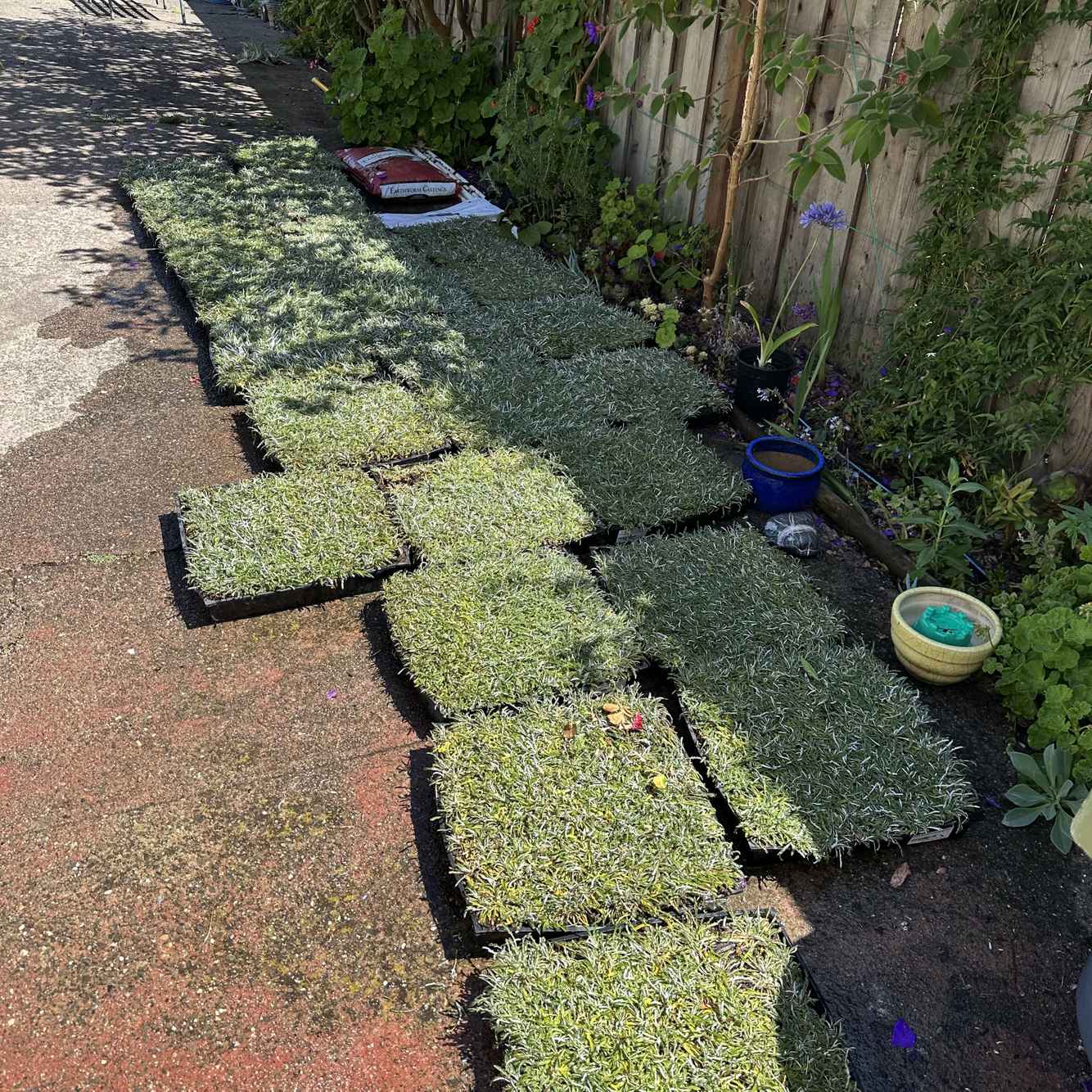 LawnReplacement_During1.jpg