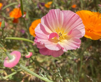 A drought tolerant native garden that provides habitat for pollinators and supports the local ecosystem with native plants. California Poppy Wildflower Garden