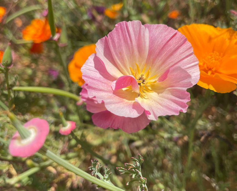 California Poppy Wildflower Garden