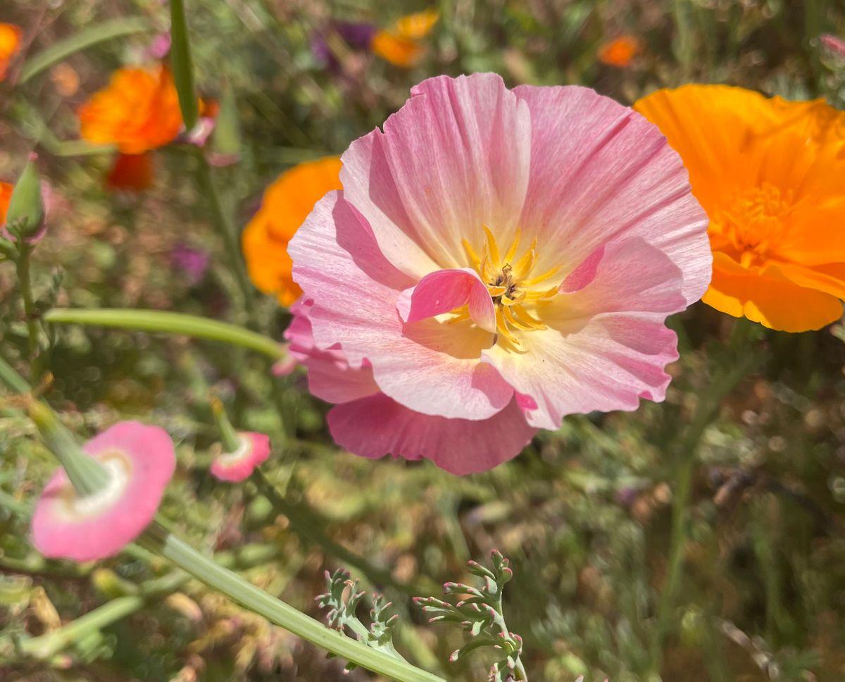 California Poppy Wildflower Garden