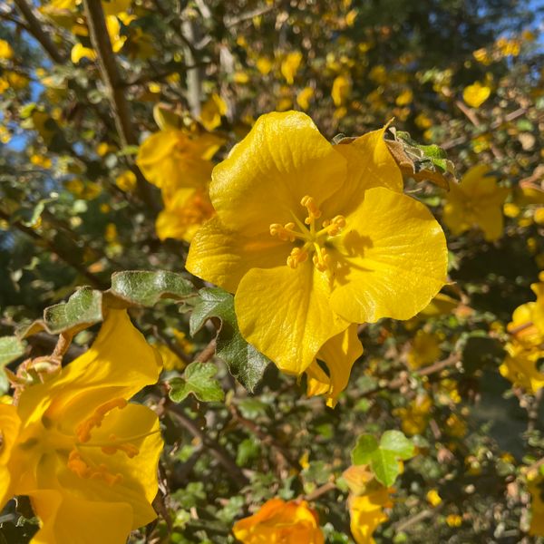 Native flower garden plant