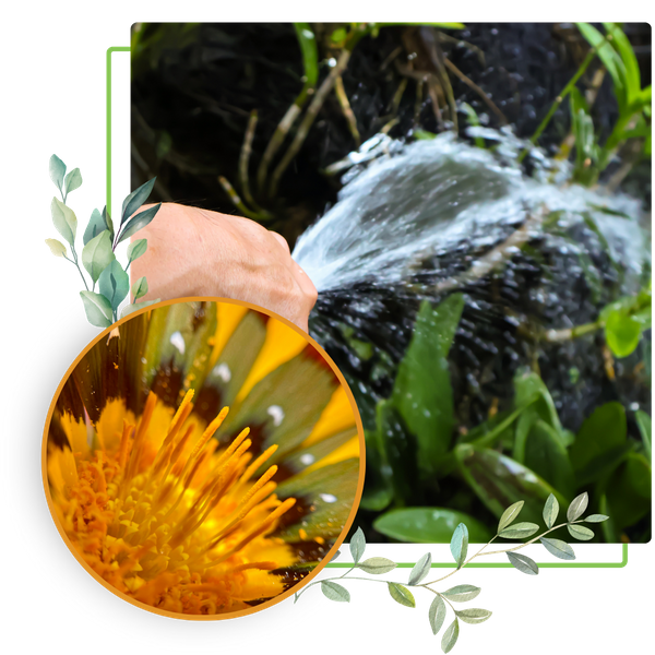 Person watering plants with a flower nearby