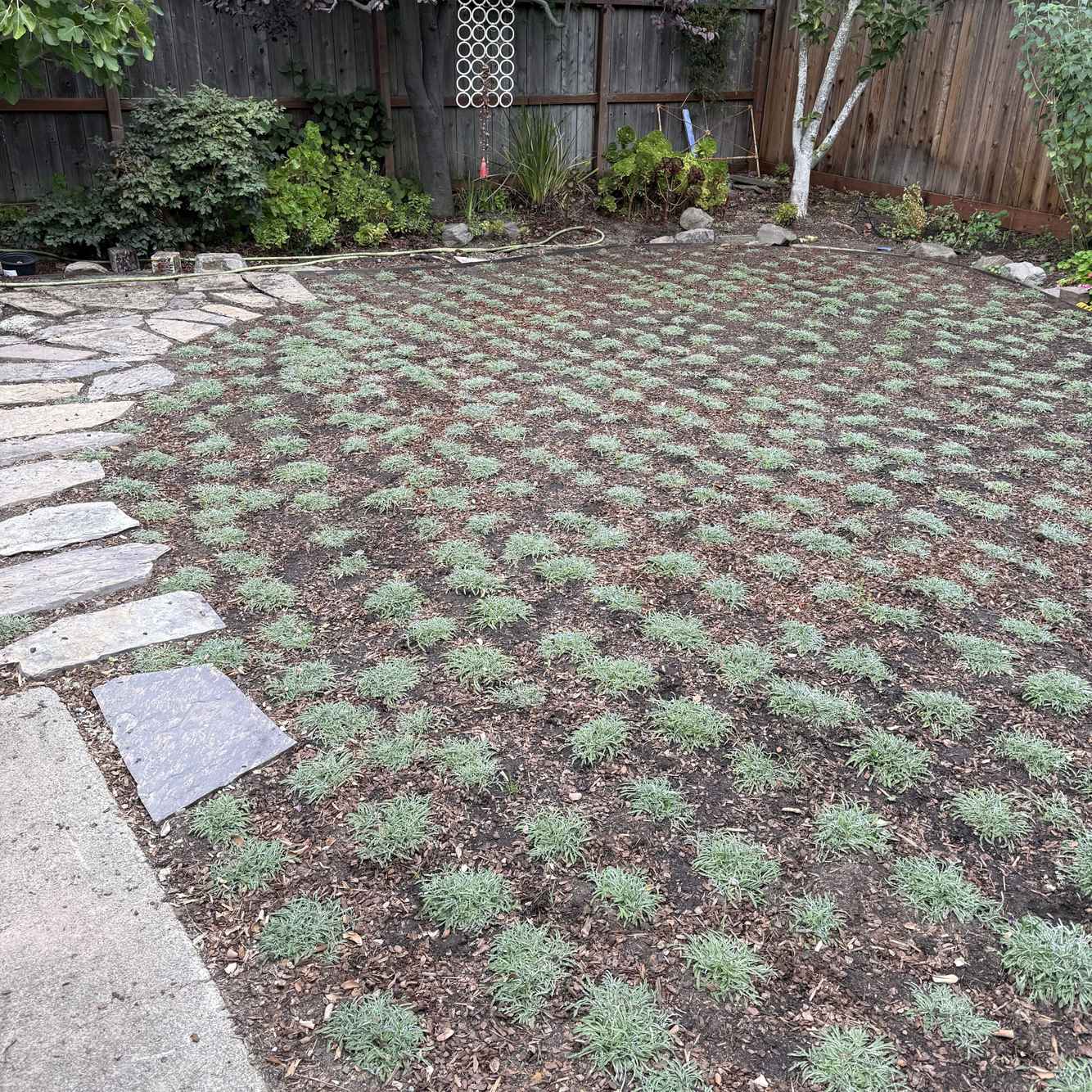 LawnReplacement_After1.jpg