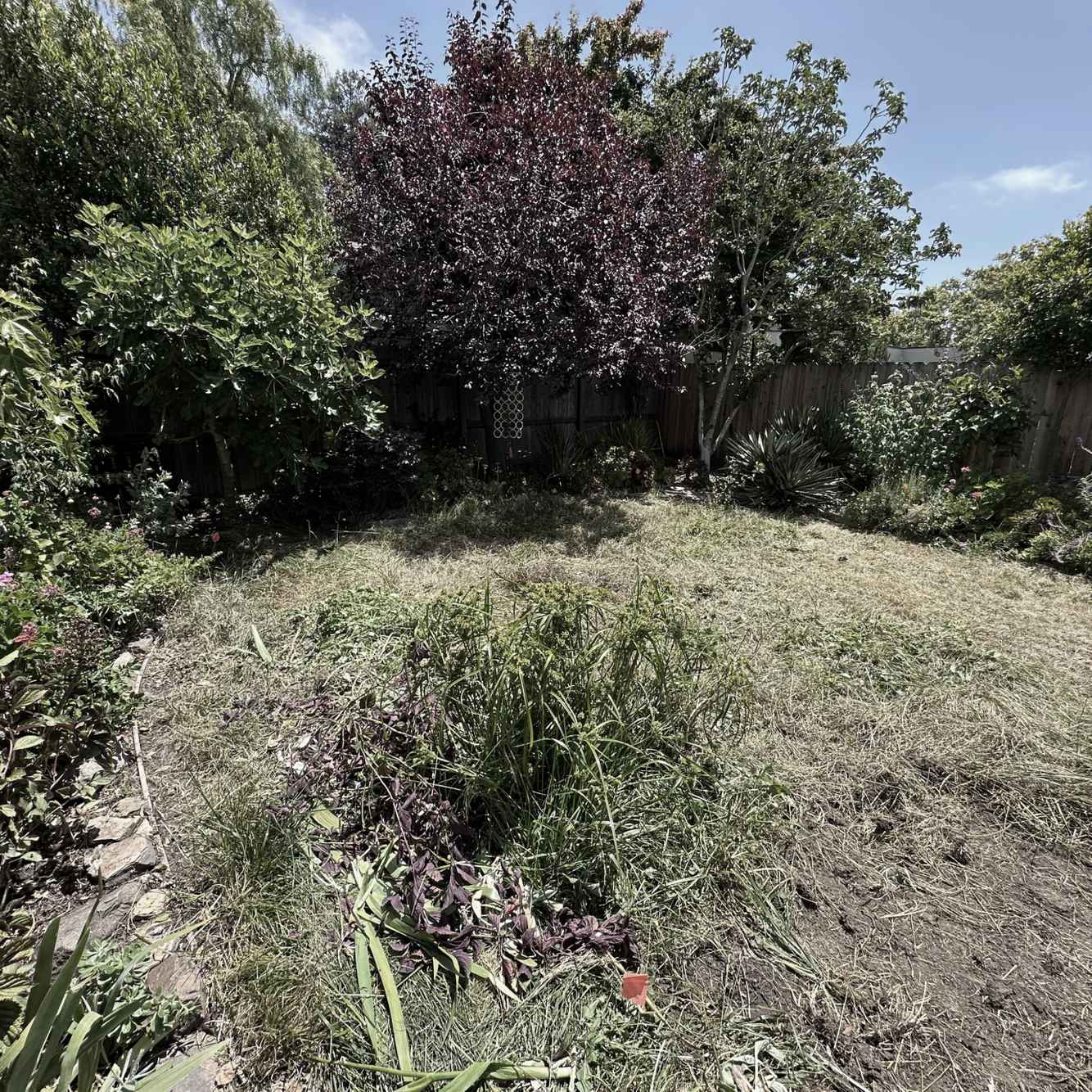 LawnReplacement_Before.jpg