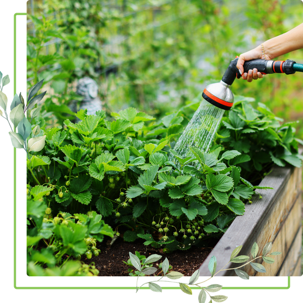 Watering a garden