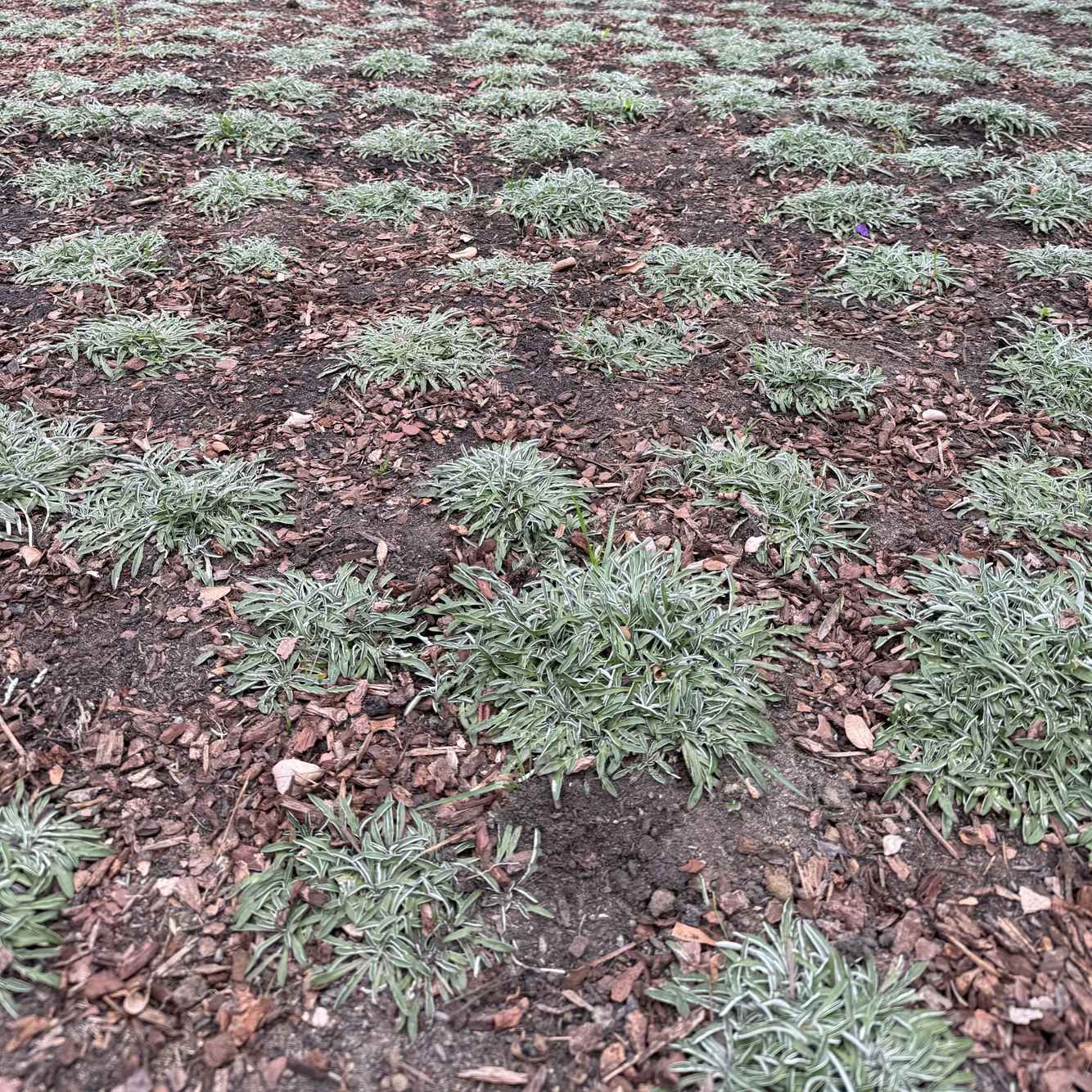 LawnReplacement_After2.jpg