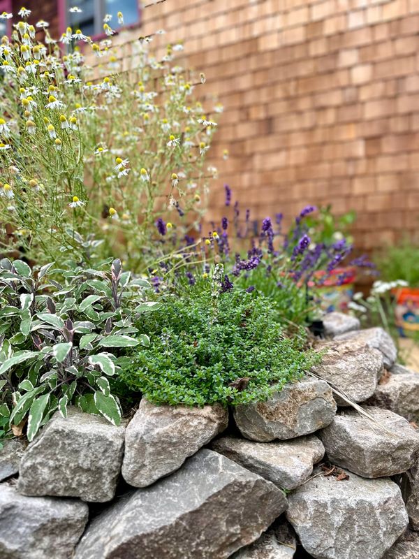 california native plants