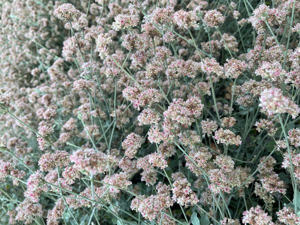 Drought tolerant California garden