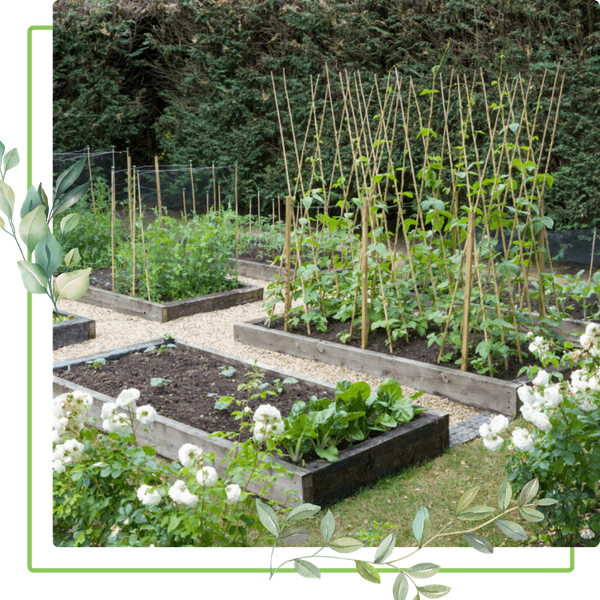 edible garden with climbing vegetables