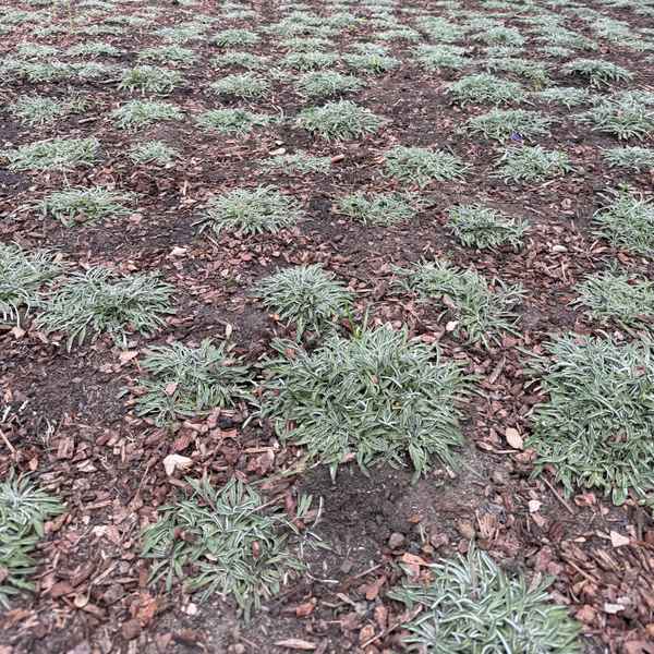 LawnReplacement_After2.jpg