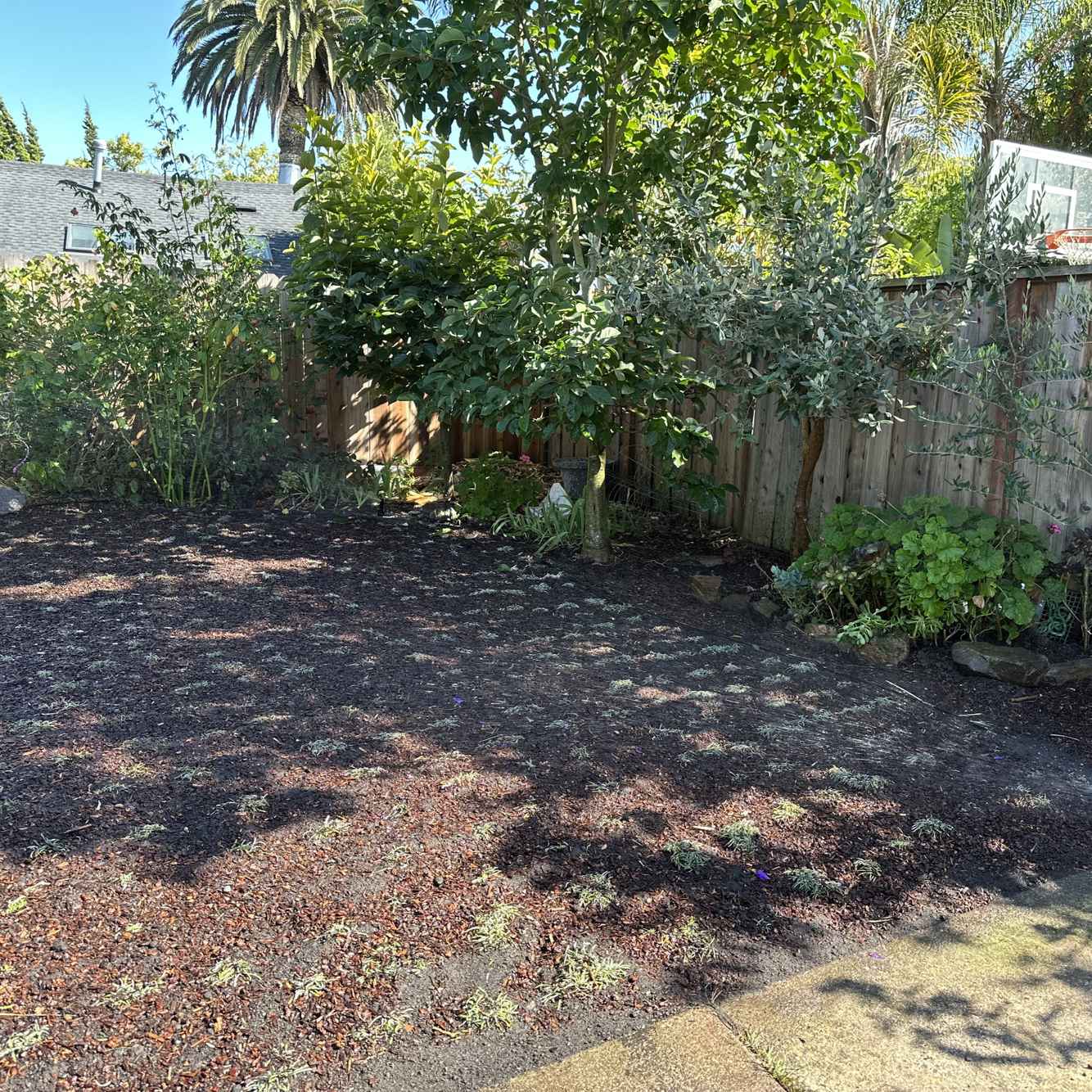 LawnReplacement_During7.jpg