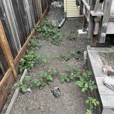 BerkeleyBackyard_Before2.jpg