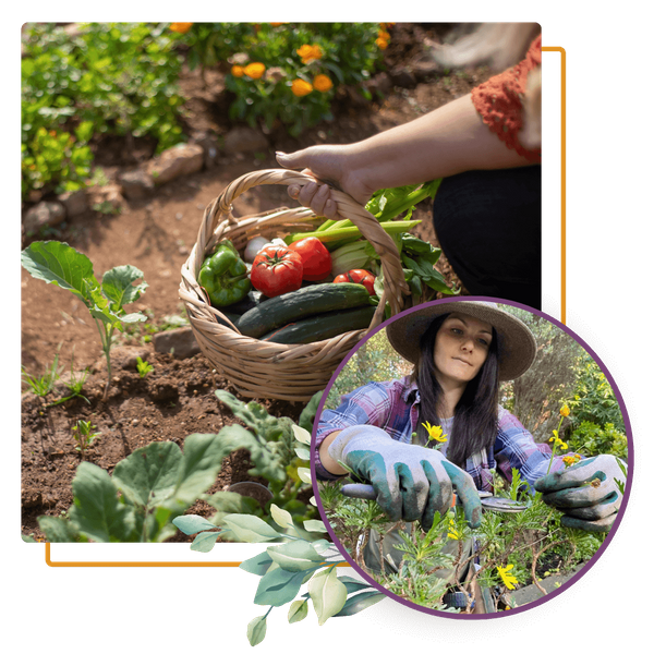 vegetable garden harvest