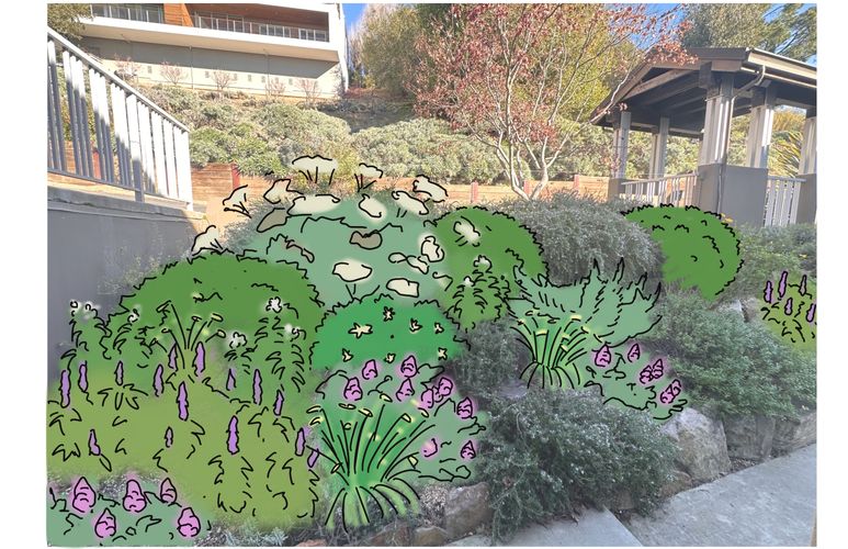 Drought tolerant Moraga.jpeg