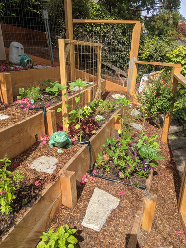 Moraga terrace and deer fence.png