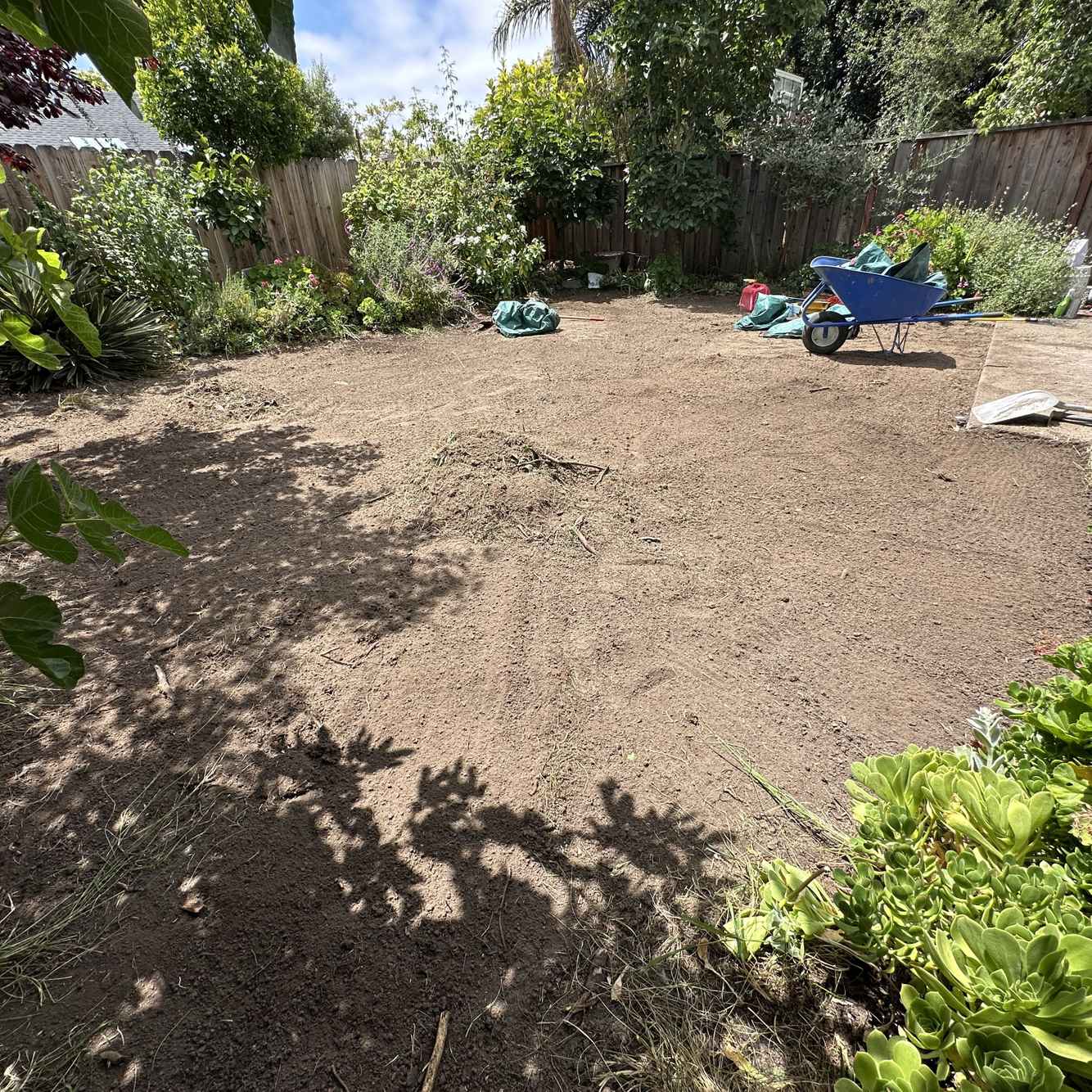 LawnReplacement_During2.jpg
