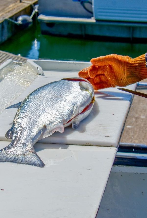A fish fillet being butchered.
