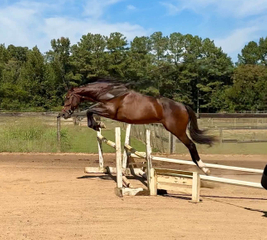 Dandy jump 1.jpg