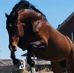 Qui Dandy Windsor Z jump front.JPEG