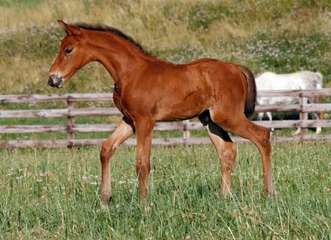 Qui Dandy Windosr Z foal.JPEG