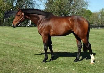 Qui Dandy Windsor Z confo.JPEG