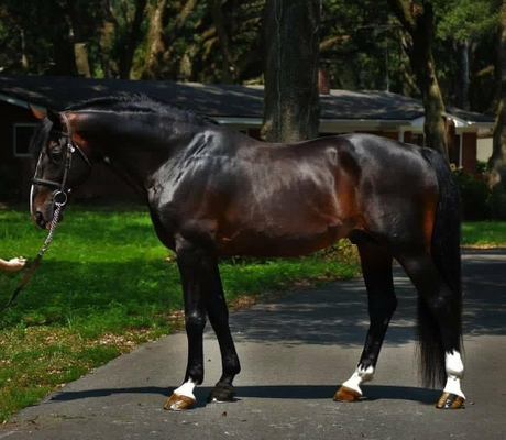 Coronado WW  confo.jpg