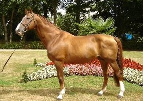 Apache d'Adriers 3.jpg